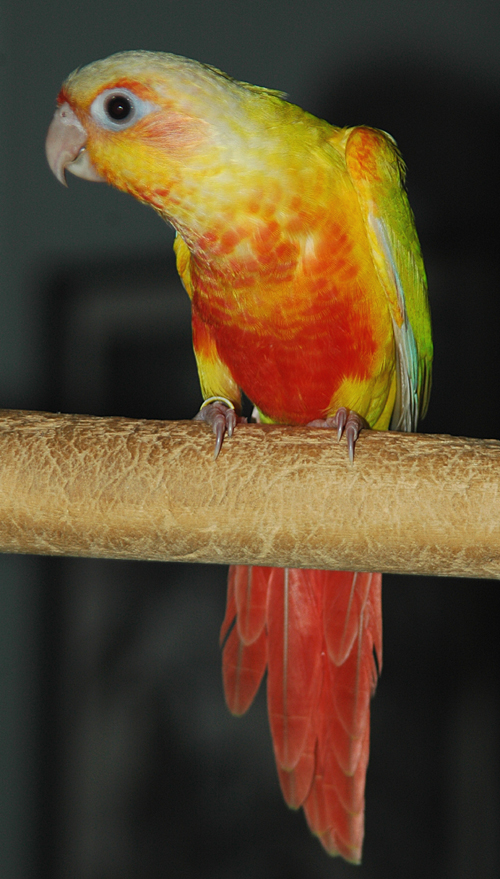 Suncheek Mutation Color Of Green Cheeked Conure Of The